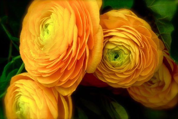 Ranunculus Flower