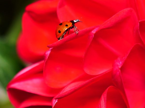 New Lady Bug on Dahlia